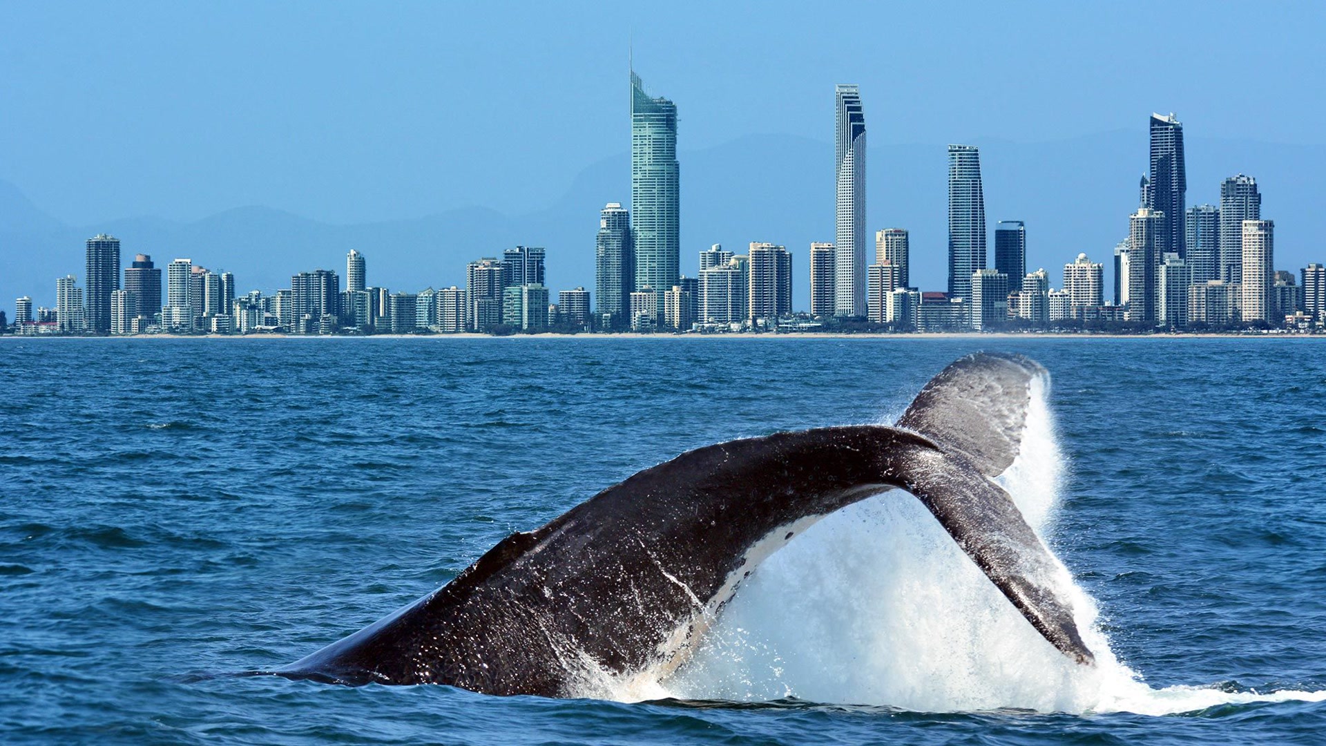 Whale tail with Gold Coast skyline in the background